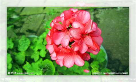 竹葵|麝香天竹葵 Pelargonium odoratissimum